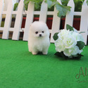 Cindy - Teacup Micro Pomeranian - a Pomeranian puppy