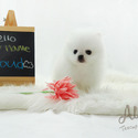 Cloud - Teacup Micro Pomeranian - a Pomeranian puppy