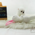 Cloud - Teacup Micro Pomeranian - a Pomeranian puppy