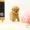 Muffin - Teacup Micro Poodle - a Poodle puppy
