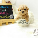 Teacup Toy Poodle for sale, Muffin - a Poodle puppy