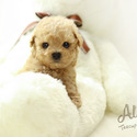 Teacup Toy Poodle for sale, Muffin - a Poodle puppy