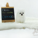 TEACUP TOY POMERANIAN