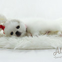 TEACUP TOY POMERANIAN