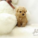 TEACUP TOY POODLE
