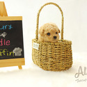 TEACUP TOY POODLE