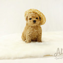TEACUP TOY POODLE