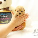 TEACUP TOY POODLE