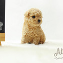 Cutie Teacup Poodle for sale, Muffin - a Poodle puppy