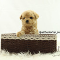 Teacup Toy Poodle for sale, Muffin - a Poodle puppy