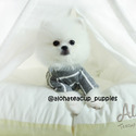 Teacup Toy Pomeranian for sale, Cloud - a Pomeranian puppy