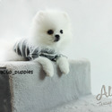 Teacup Toy Pomeranian for sale, Cloud - a Pomeranian puppy