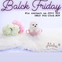 Teacup Toy Pomeranian for sale, Cindy - a Pomeranian puppy