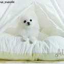 Teacup Toy Pomeranian for sale, Cindy - a Pomeranian puppy