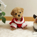 Muffin - Teacup Micro Poodle - a Poodle puppy