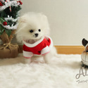 Cindy - Teacup Micro Pomeranian - a Pomeranian puppy