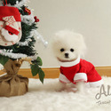 Cindy - Teacup Micro Pomeranian - a Pomeranian puppy