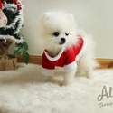 Teddy bear face Teacup Pomeranian - Cloud - a Pomeranian puppy