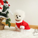 Teddy bear face Teacup Pomeranian - Cindy - a Pomeranian puppy