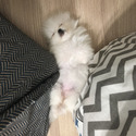Teddy bear face Teacup Pomeranian - Cindy - a Pomeranian puppy