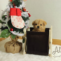 Teddy bear face Teacup Poodle - Muffin - a Poodle puppy