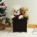 Teddy bear face Teacup Poodle - Muffin - a Poodle puppy