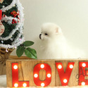 Micro Teacup Pomeranian Puppies - Cloud - a Pomeranian puppy