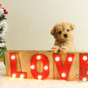 Micro Teacup Poodle Puppies - Muffin - a Poodle puppy