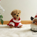 Micro Teacup Poodle Puppies - Muffin - a Poodle puppy