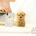 Micro Teacup Poodle Puppies - Muffin - a Poodle puppy