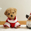 Micro Teacup Poodle Puppies - Muffin - a Poodle puppy