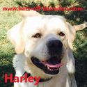 3 AKC Labradors Available For Stud Service - a Labrador Retriever puppy