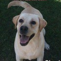 3 AKC Labradors Available For Stud Service - a Labrador Retriever puppy