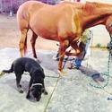 3 AKC Labradors Available For Stud Service - a Labrador Retriever puppy