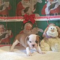 Bolo - a Old English Bulldog puppy