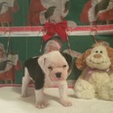 Bolo - a Old English Bulldog puppy