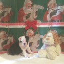 Bolo - a Old English Bulldog puppy