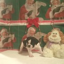 Bolo - a Old English Bulldog puppy