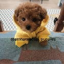 Teacup Toy Poodle For Puppies Sale - Chloe - a Poodle puppy