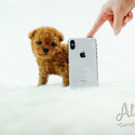 Teacup Toy Poodle For Puppies Sale - Chloe - a Poodle puppy