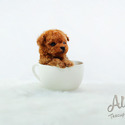 TEACUP Poodle Puppies for sale