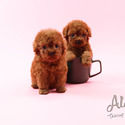 Teacup Toy Poodle For Sale - Aidy - a Poodle puppy