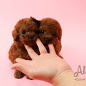 Teacup Toy Poodle For Sale - Aidy - a Poodle puppy