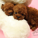 Teacup Toy Poodle For Sale - Aidy - a Poodle puppy