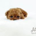 Teacup Toy Poodle For Sale - Chloe - a Pomeranian puppy
