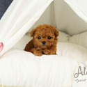 Teacup Toy Poodle For Sale - Chloe - a Pomeranian puppy