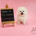 Teacup Toy Pomeranian For Sale - Cartier - a Pomeranian puppy
