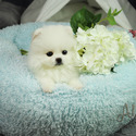Teacup Toy Pomeranian For Sale - Cartier - a Pomeranian puppy