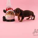 Teacup Toy Dachshund For Sale - Molly - a Dachshund puppy