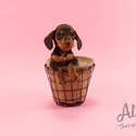 Teacup Toy Dachshund For Sale - Molly - a Dachshund puppy